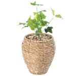 Small Woven Round Flower Pot